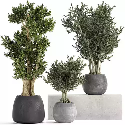 Decorative trees in a black flowerpots 805
