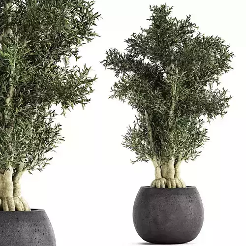 Decorative tree in a black flowerpots 806