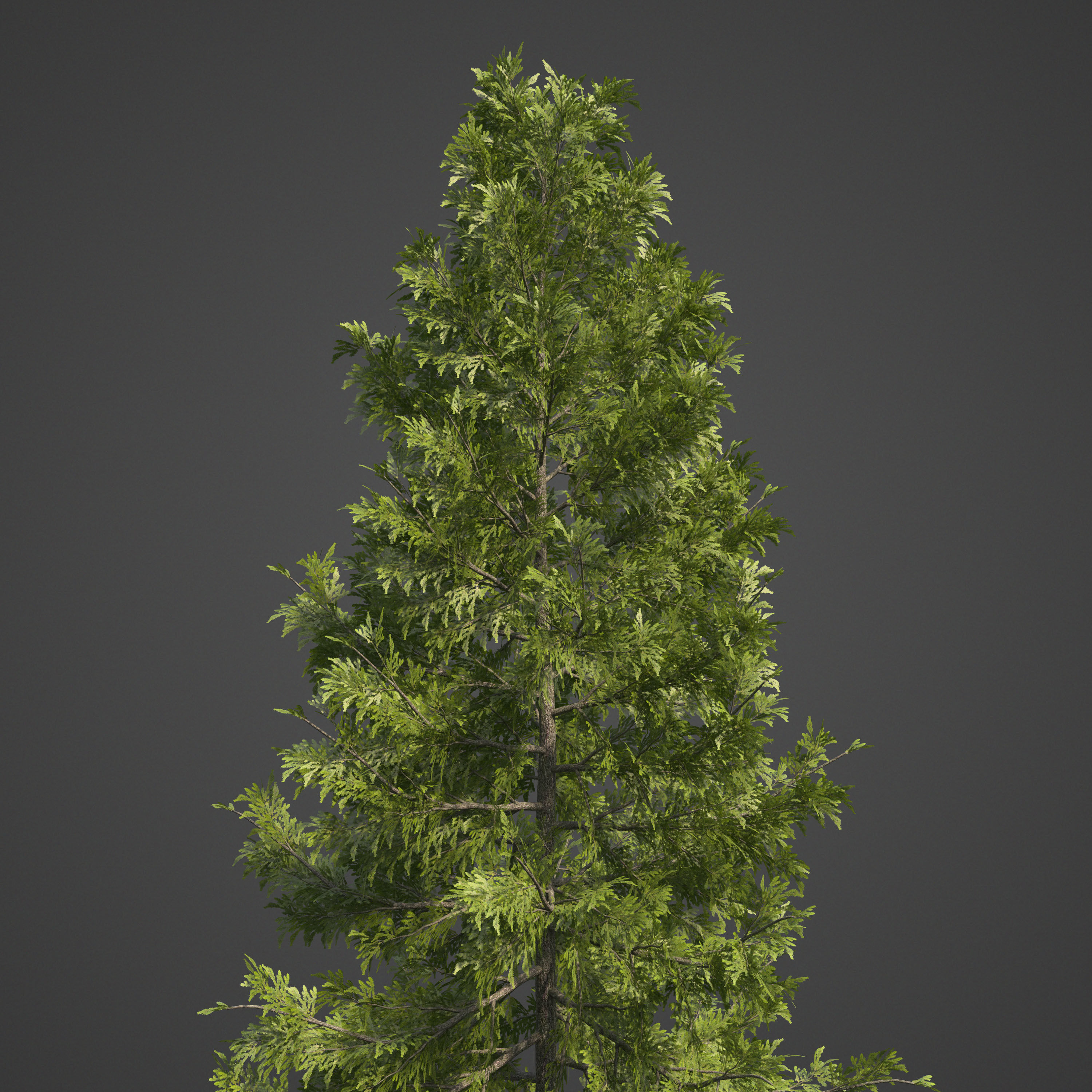 2021 Japanese Hemlock - Tsuga Diversifolia  Free 3D model_4