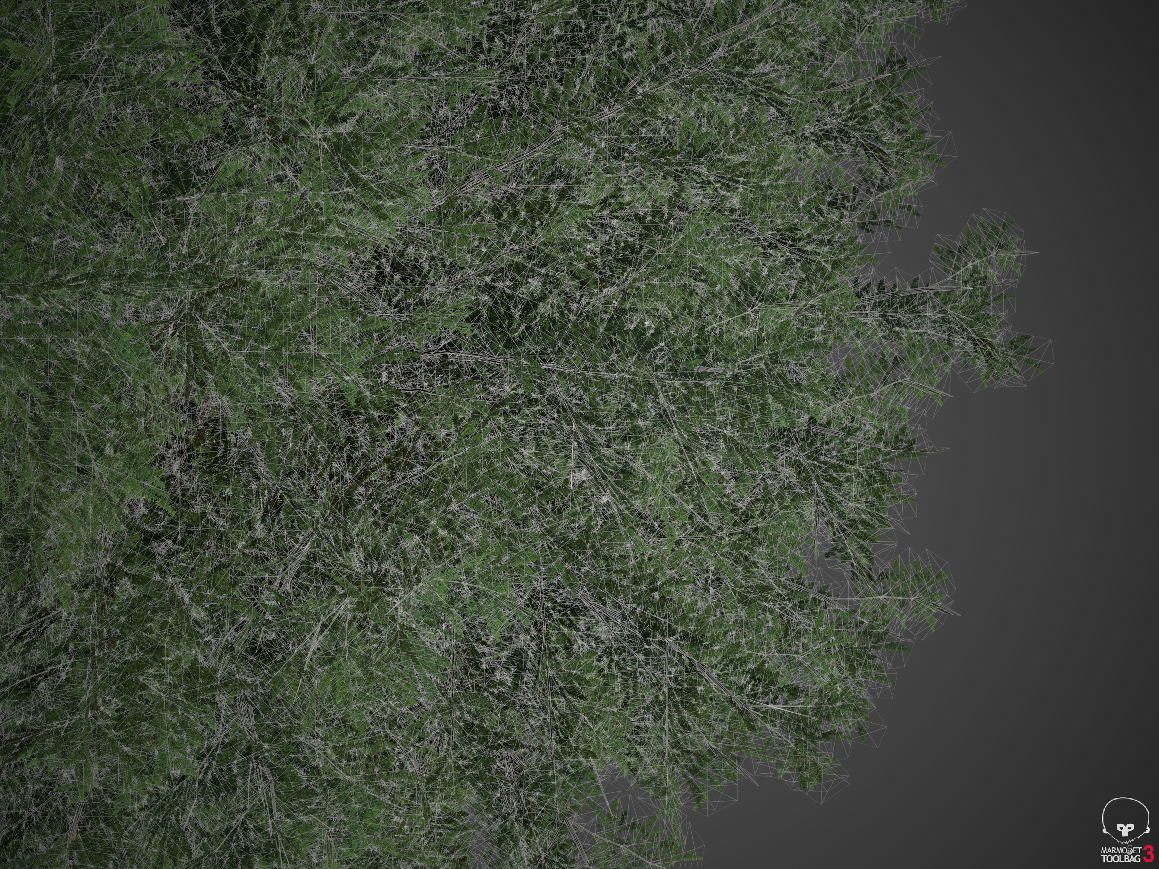 2021 Japanese Hemlock - Tsuga Diversifolia  Free 3D model_7