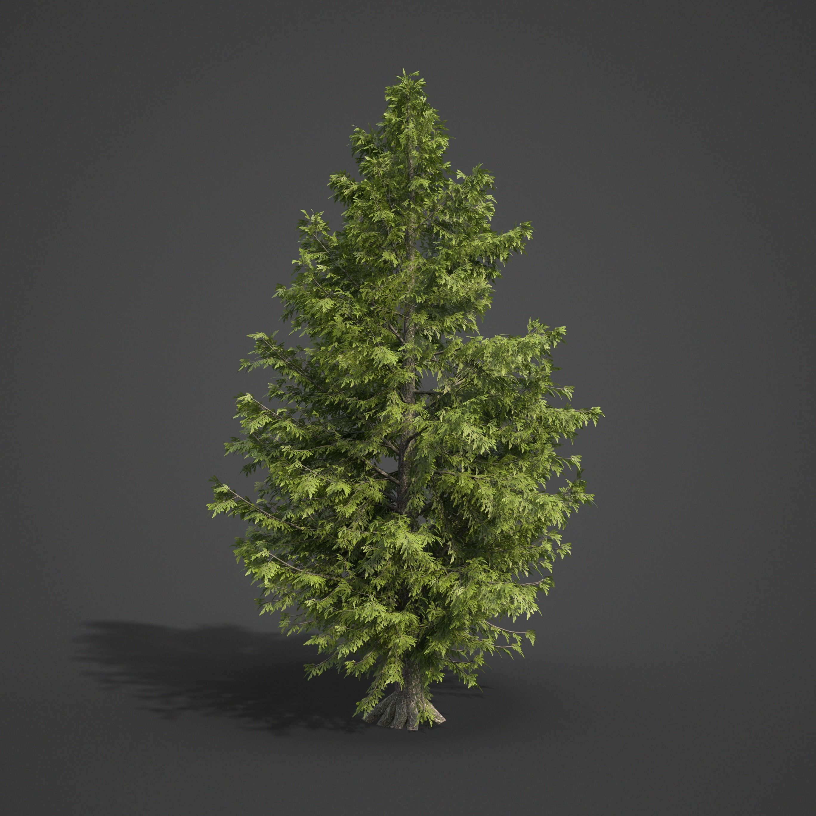 2021 Japanese Hemlock - Tsuga Diversifolia  Free 3D model_3