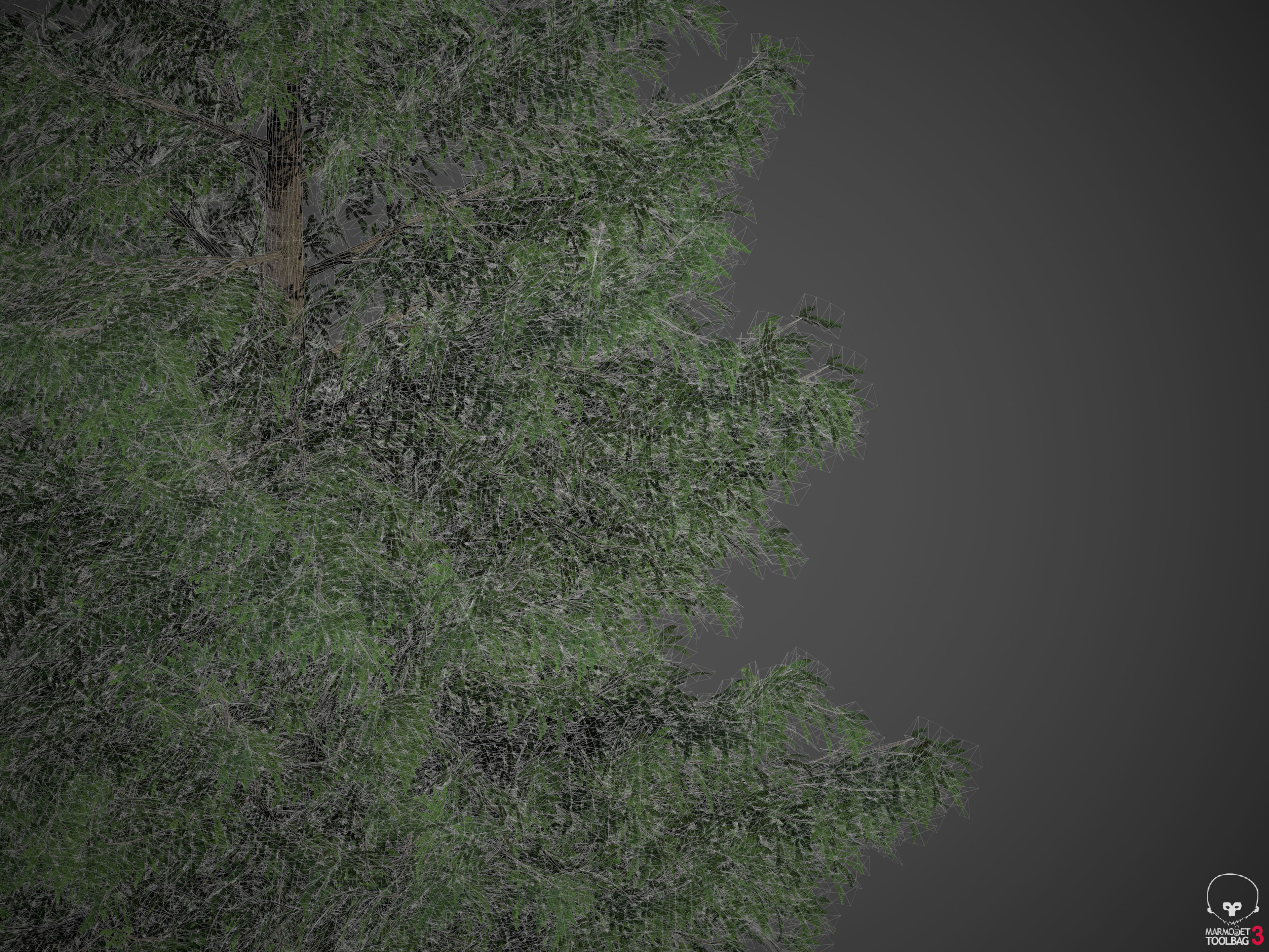 2021 Japanese Hemlock - Tsuga Diversifolia  Free 3D model_5