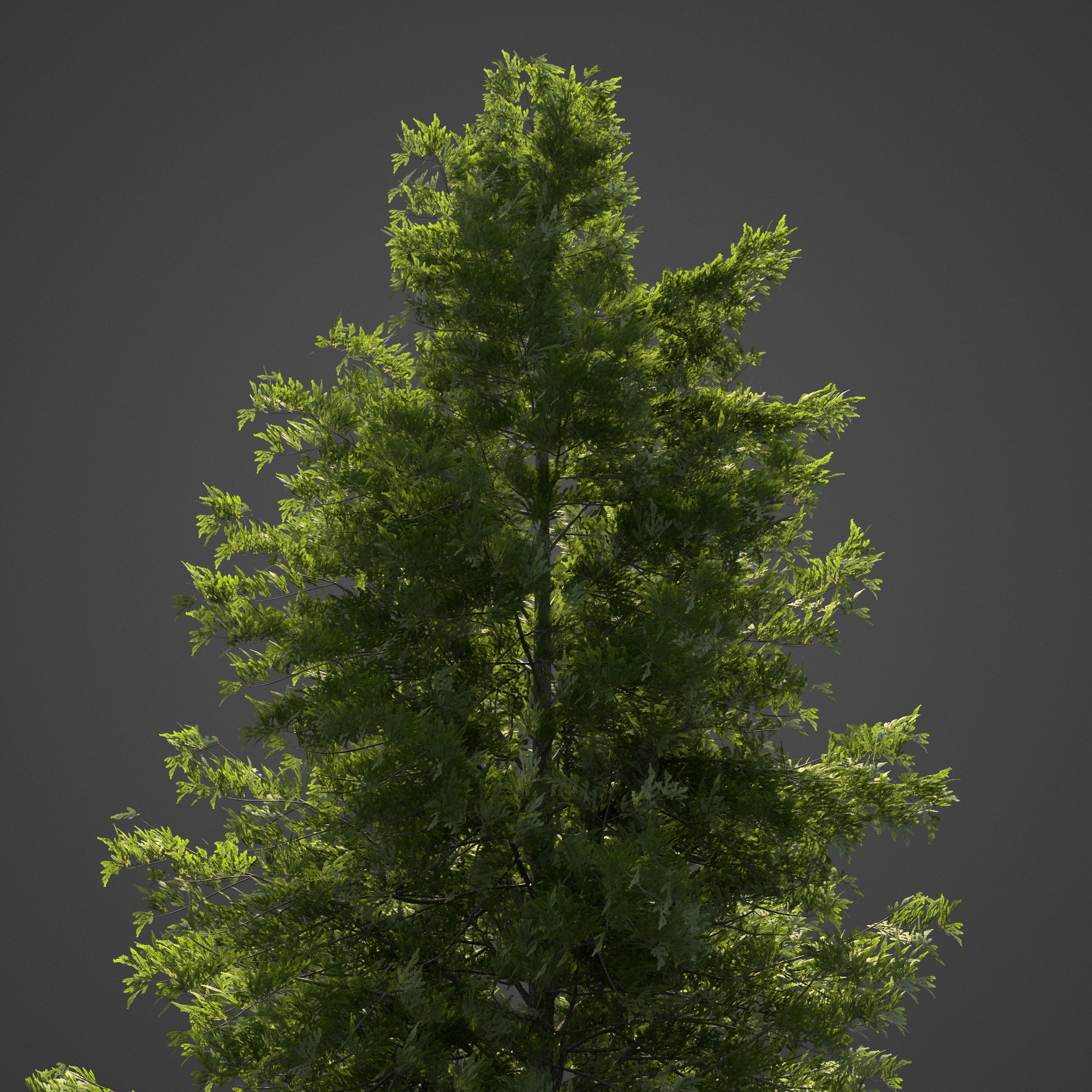 2021 Japanese Hemlock - Tsuga Diversifolia  Free 3D model_2