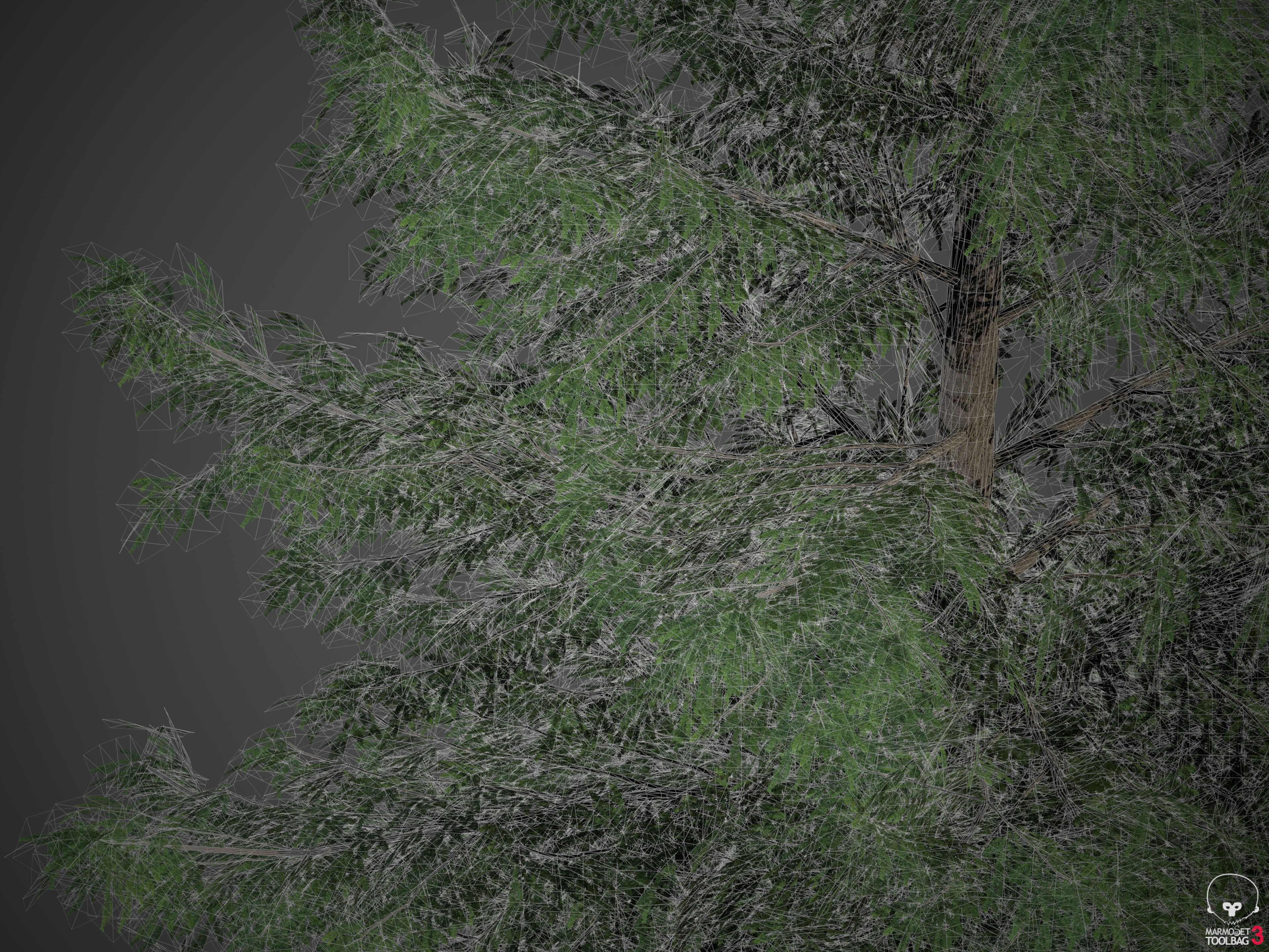 2021 Japanese Hemlock - Tsuga Diversifolia  Free 3D model_6