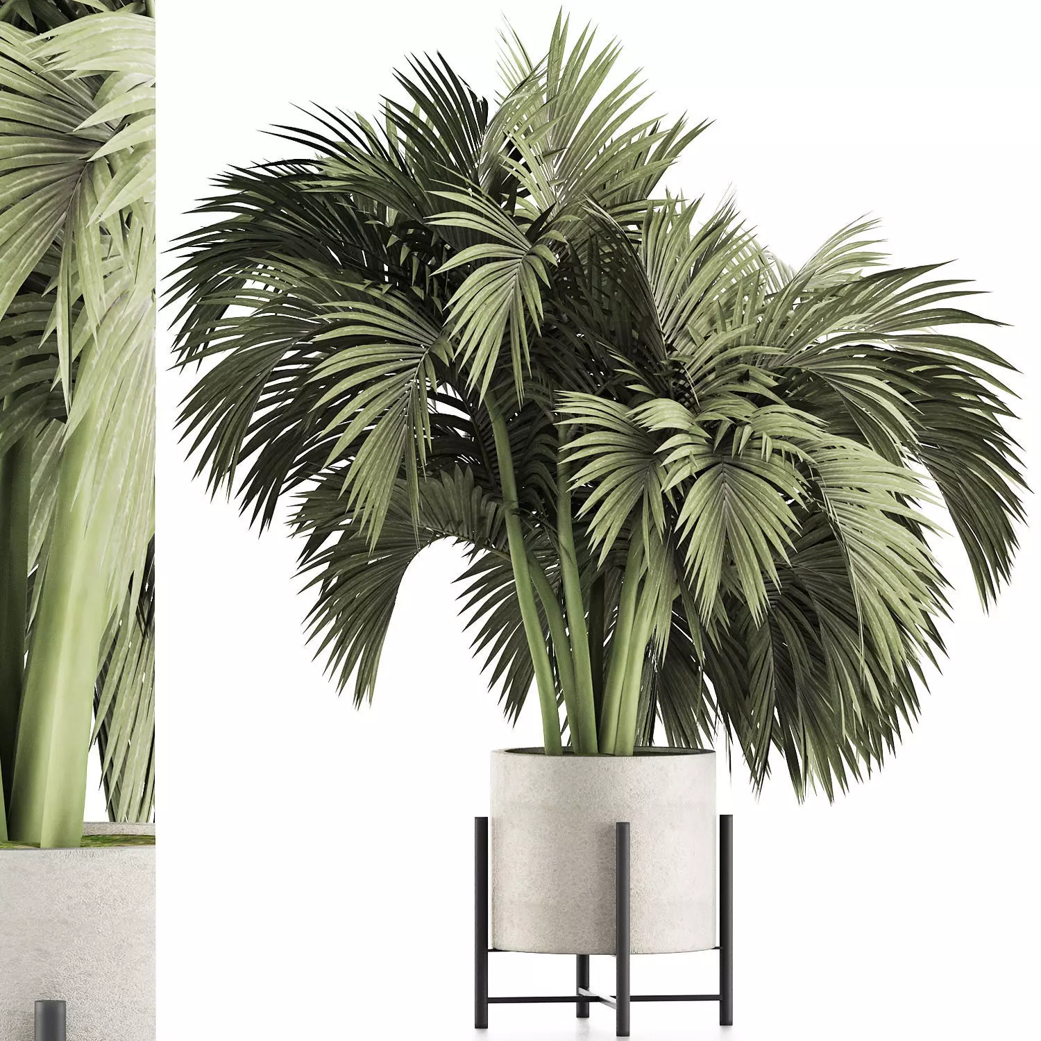 Plants Collection 138 Big Palm 3D model