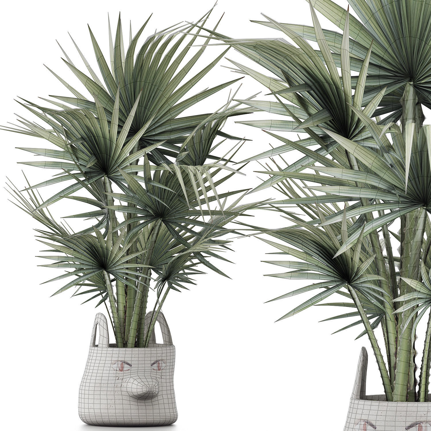 Plants Collection 139 Sabal Minor 3D model_5