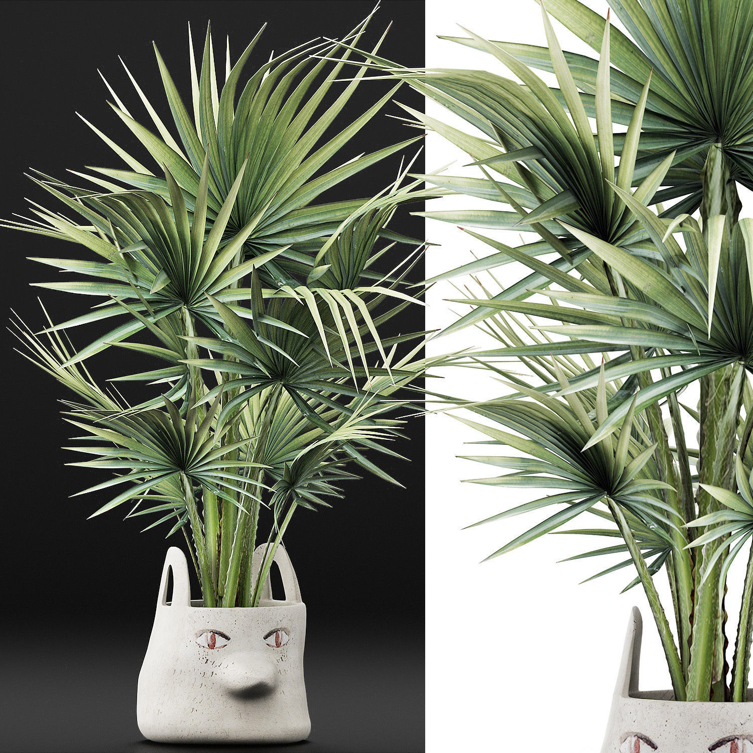 Plants Collection 139 Sabal Minor 3D model_3