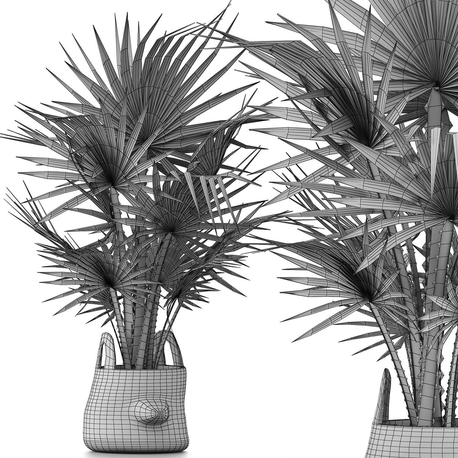 Plants Collection 139 Sabal Minor 3D model_4