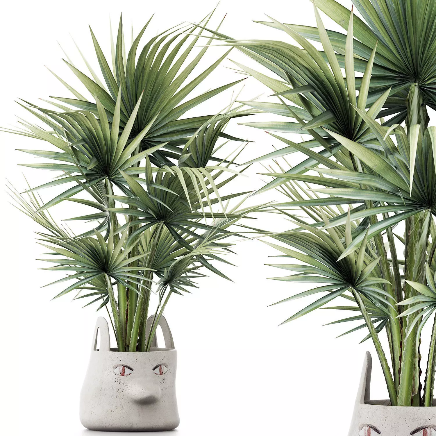 Plants Collection 139 Sabal Minor 3D model_0