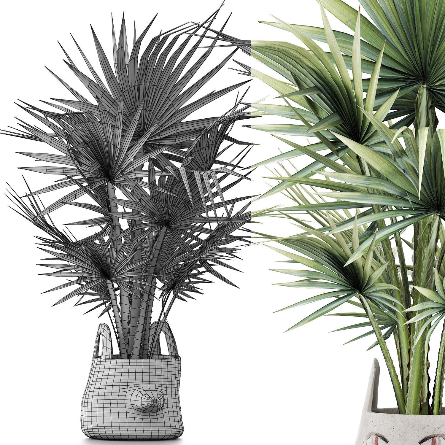 Plants Collection 139 Sabal Minor 3D model_6