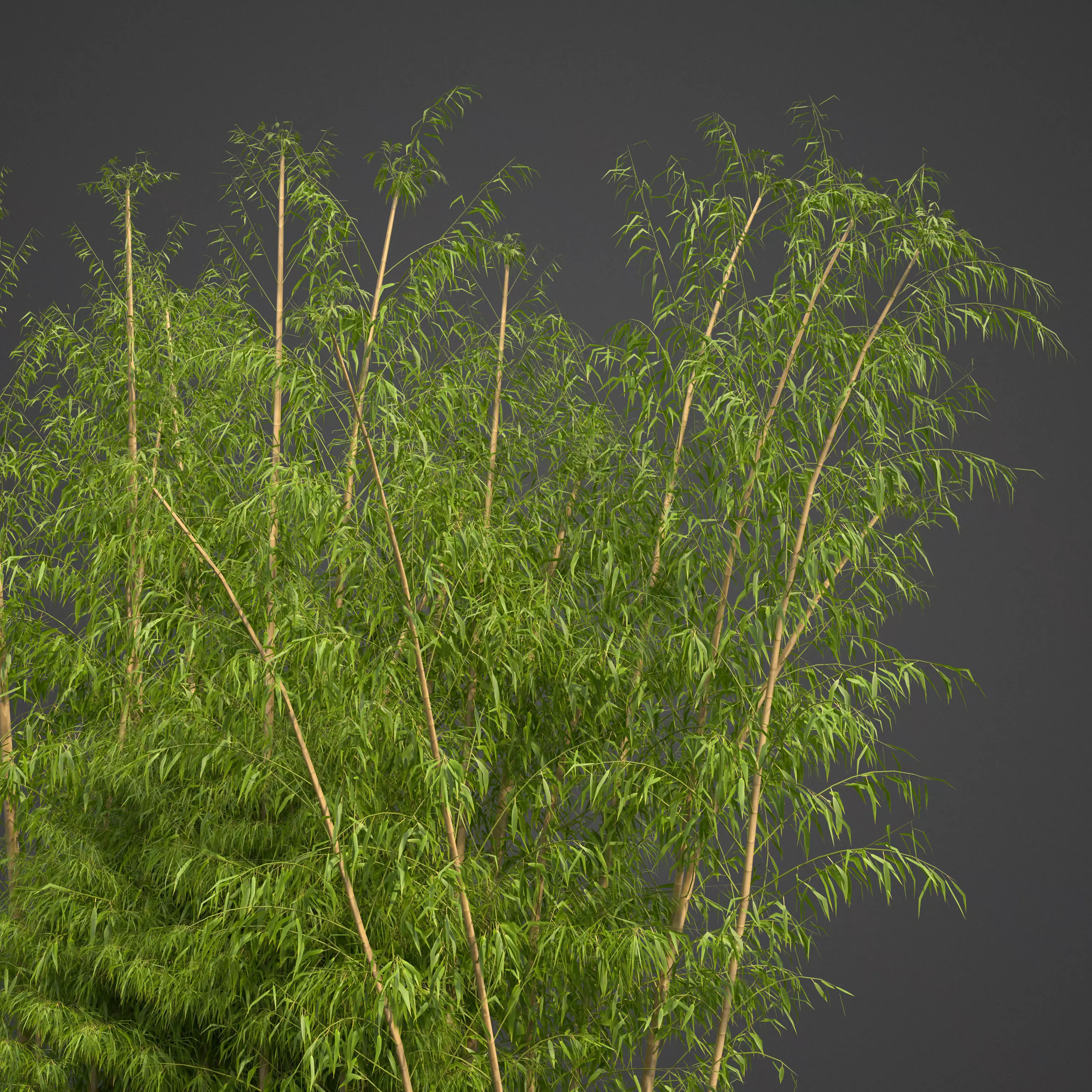 2021 PBR Golden Bamboo Collection - Bambusa Vulgaris Free 3D model