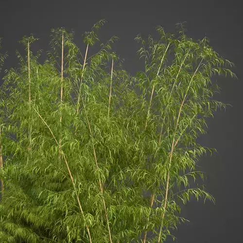 2021 PBR Golden Bamboo Collection - Bambusa Vulgaris Free 3D model