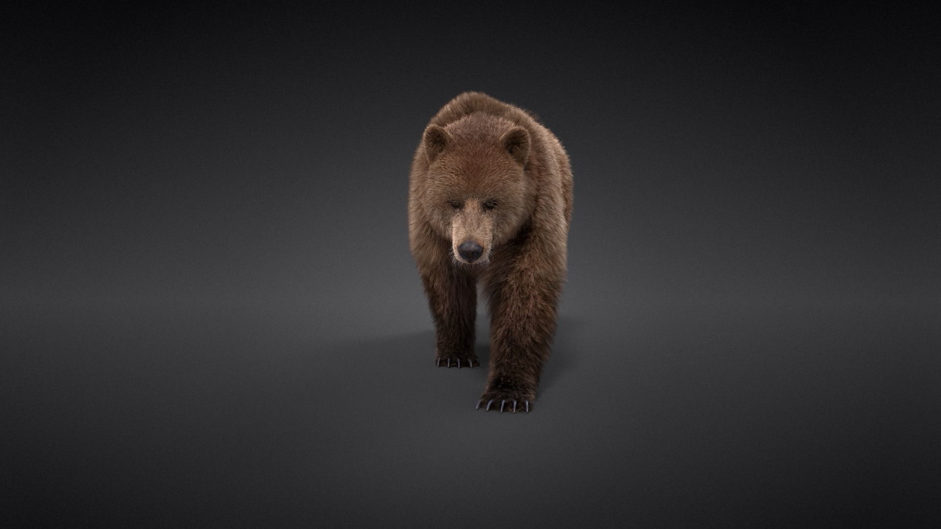 Female Brown Bear Animated 3D model_6
