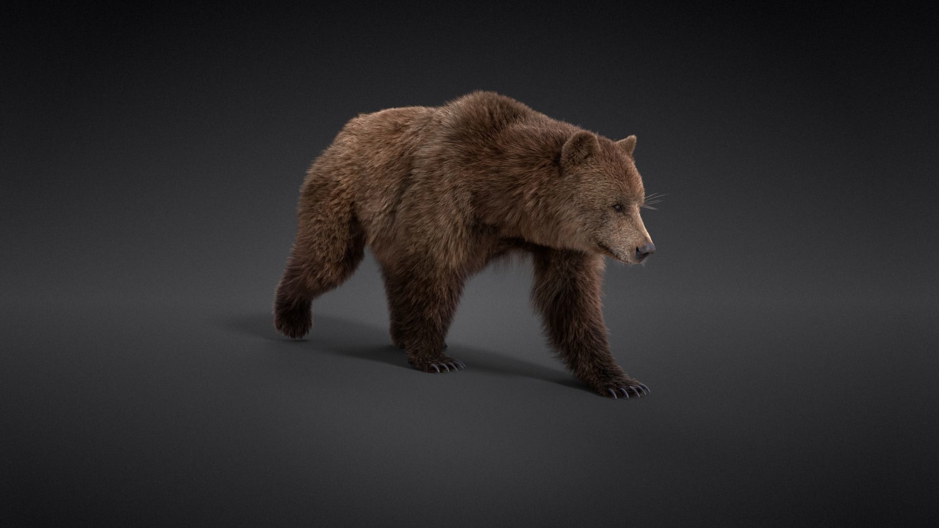 Female Brown Bear Animated 3D model_5