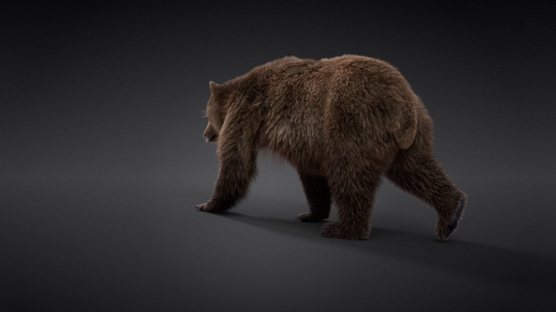 Female Brown Bear Animated 3D model_8