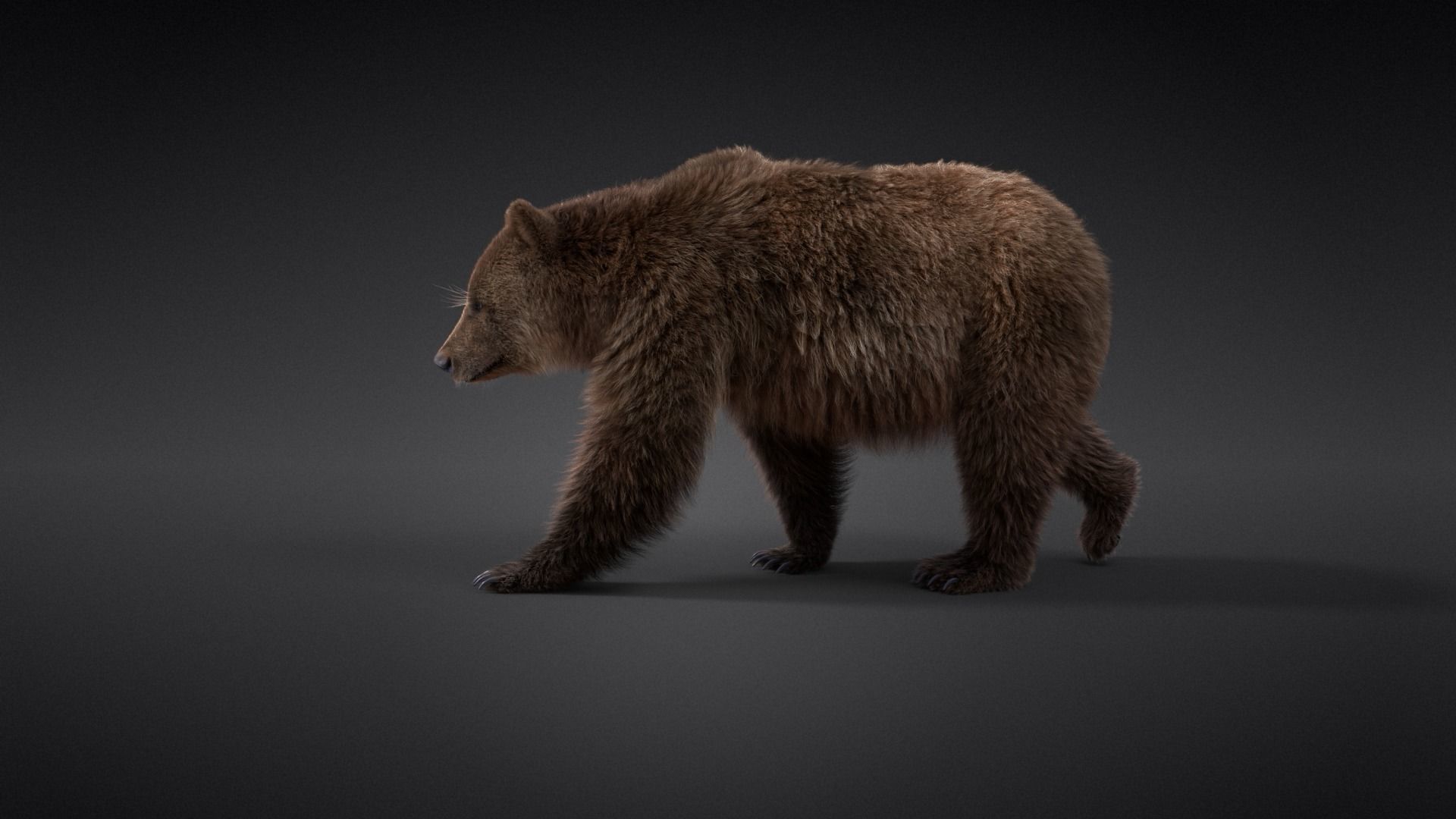 Female Brown Bear Animated 3D model_7