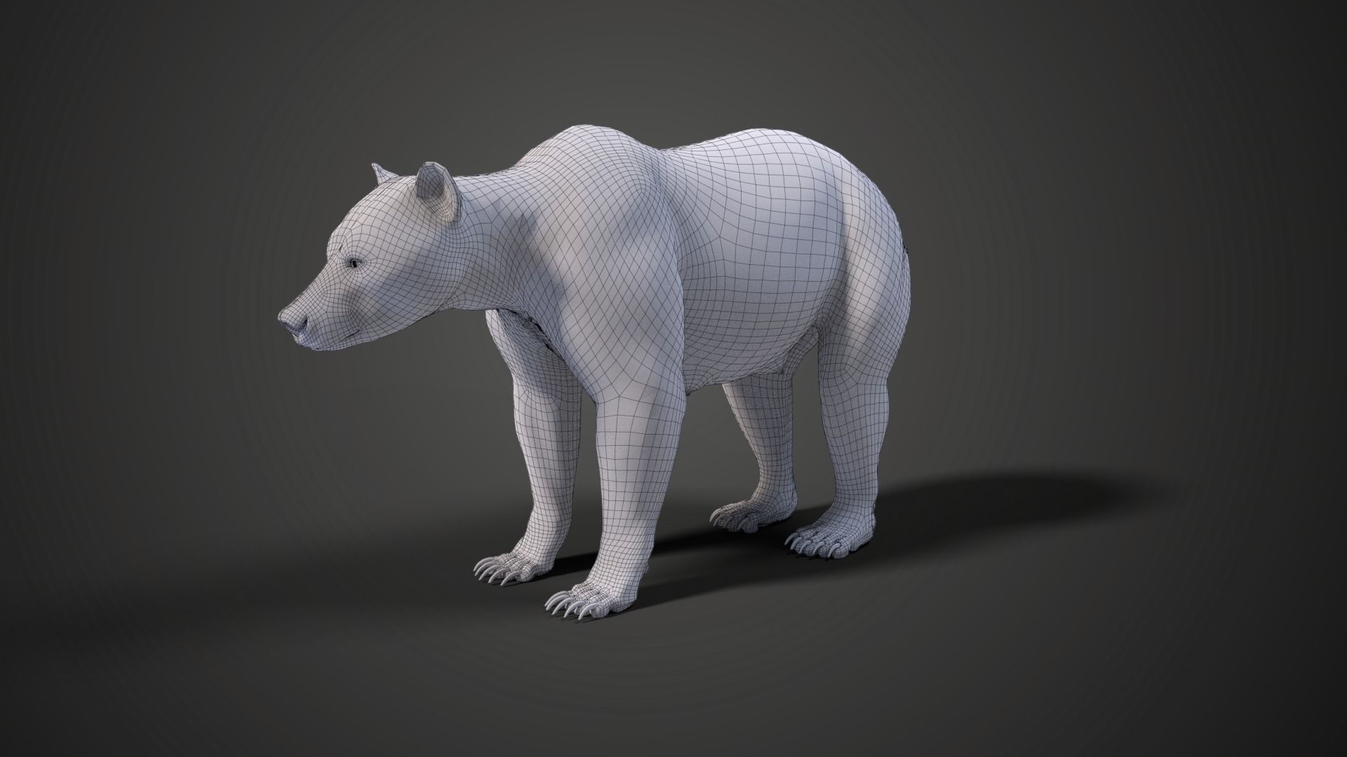 Female Brown Bear Animated 3D model_12