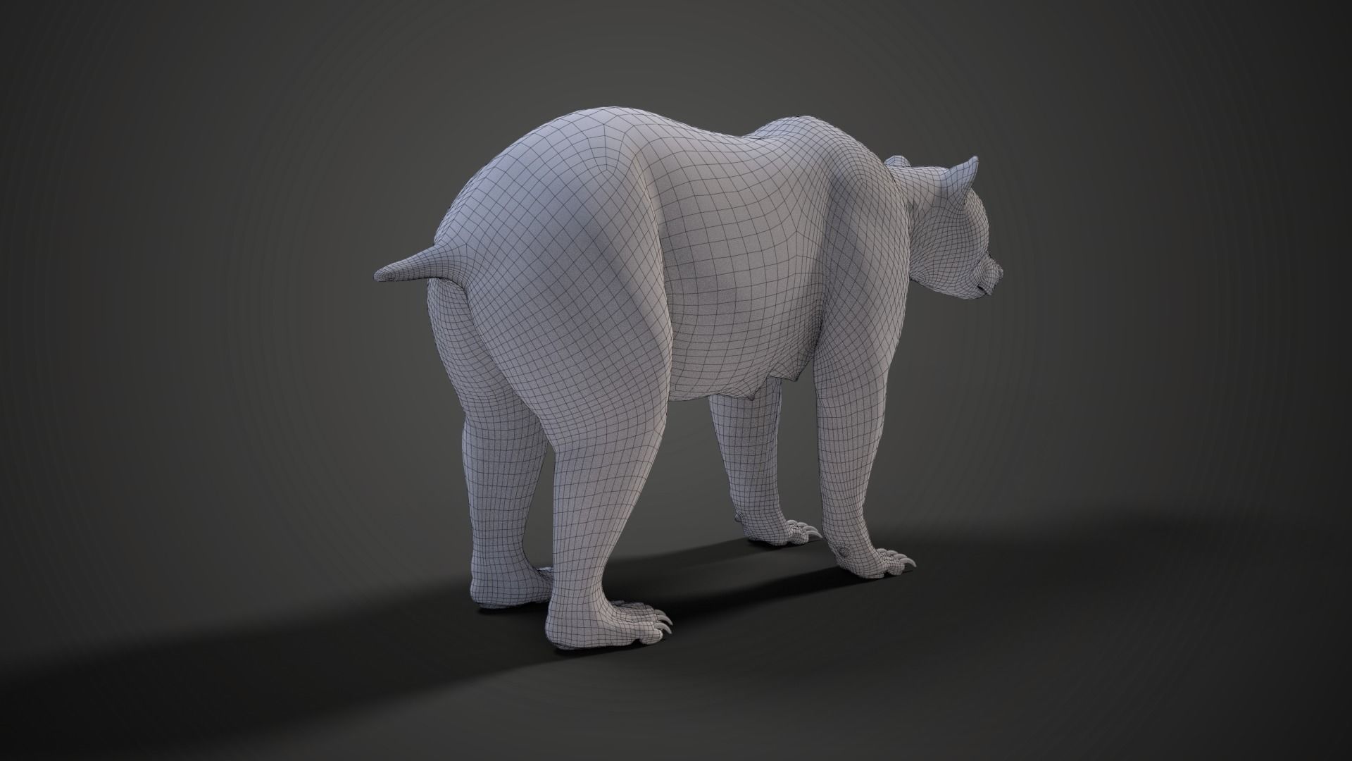 Female Brown Bear Animated 3D model_13