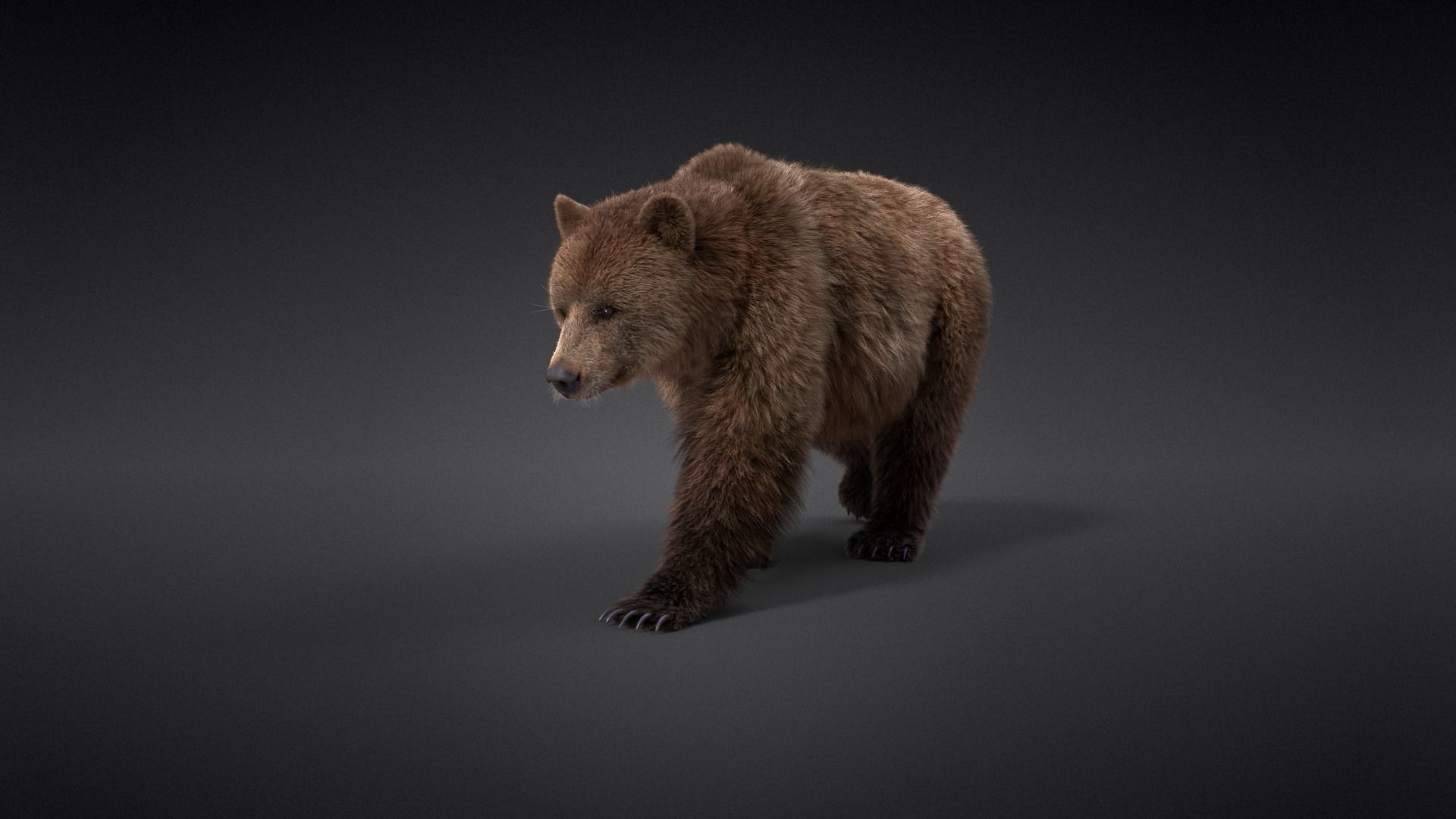 Female Brown Bear Animated 3D model_4