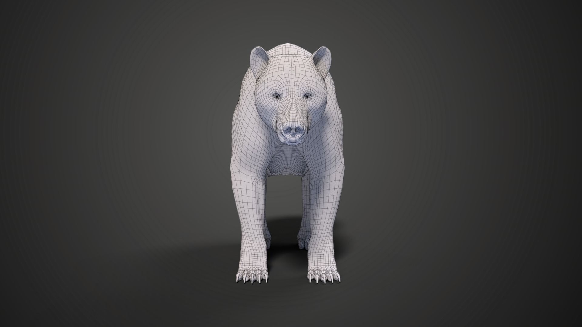 Female Brown Bear Animated 3D model_10