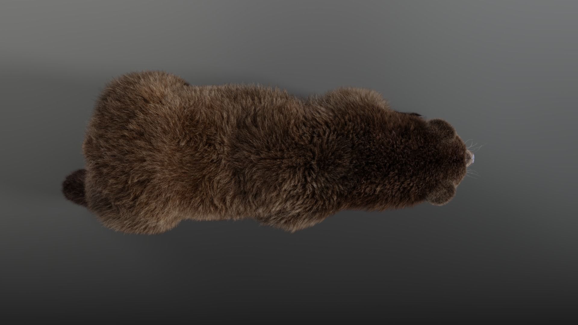 Female Brown Bear Animated 3D model_9