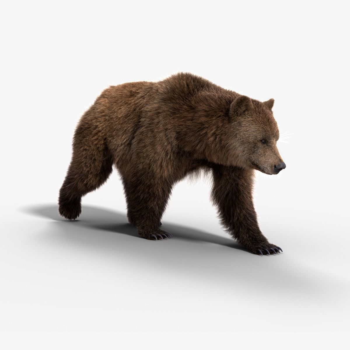 Female Brown Bear Animated 3D model_0