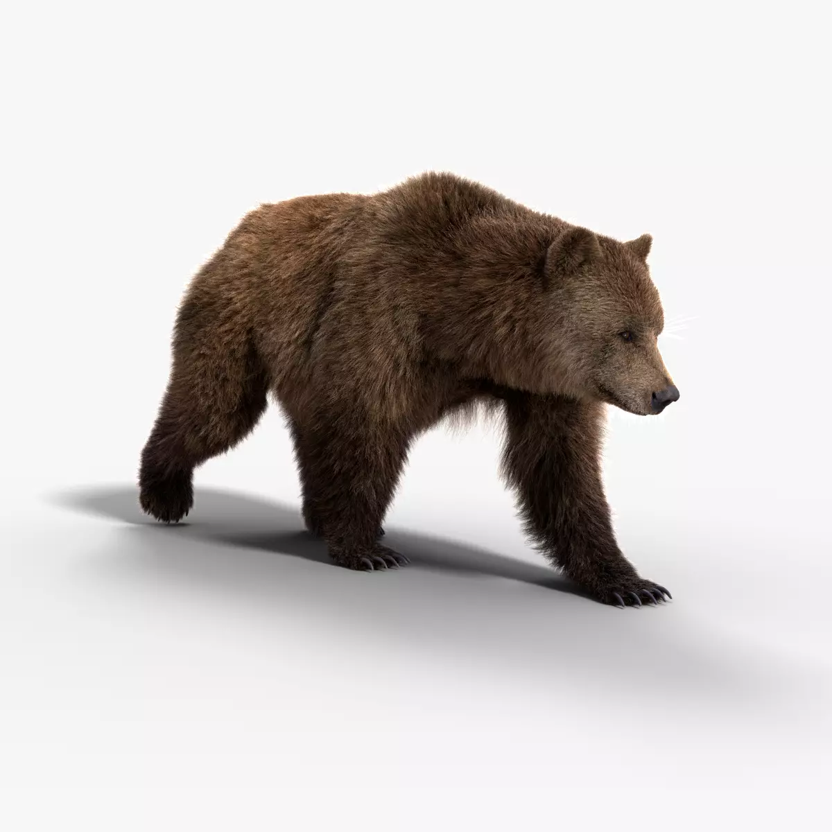 Female Brown Bear Animated 3D model_0