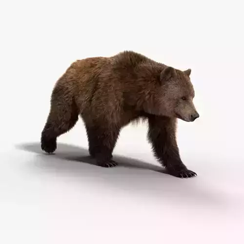 Female Brown Bear Animated 3D model