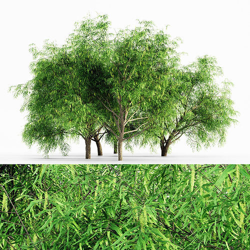 Honey Mesquite Flowers tree collection 5 trees in the scene 3D model