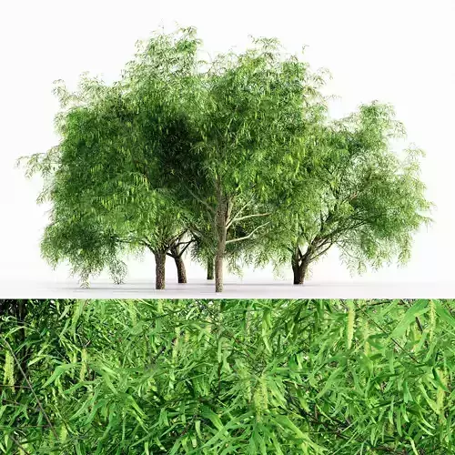 Honey Mesquite Flowers tree collection 5 trees in the scene 3D model