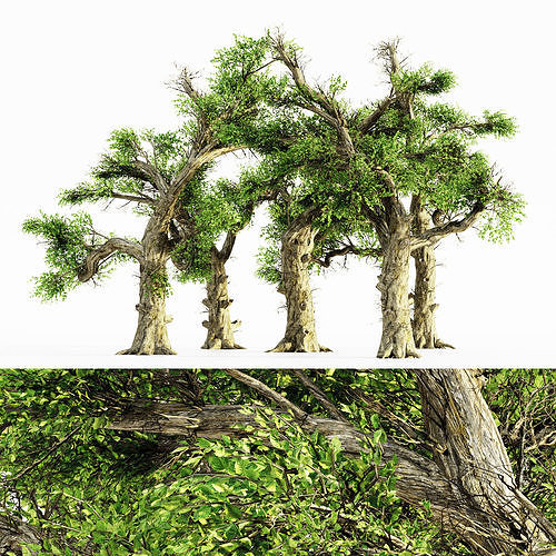 Honey tree collection 5 trees in the scene Free 3D model