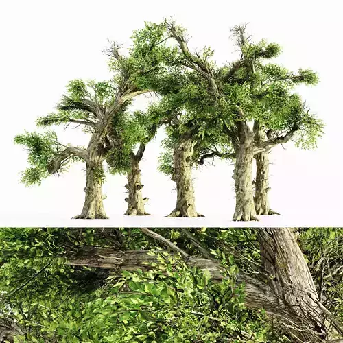 Honey tree collection 5 trees in the scene Free 3D model
