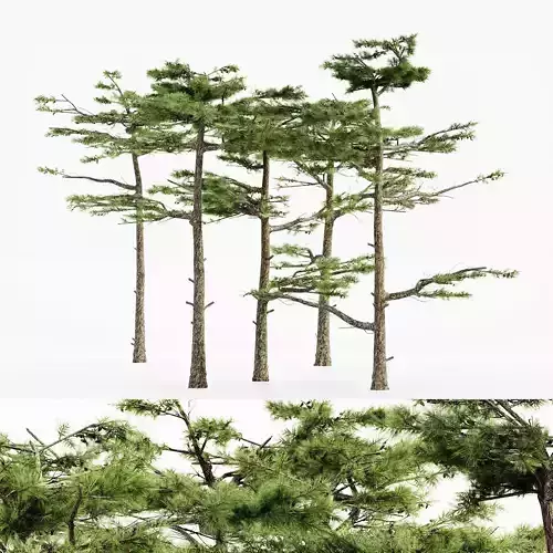Huangshan Pine tree collection 5 trees in the scene 3D model