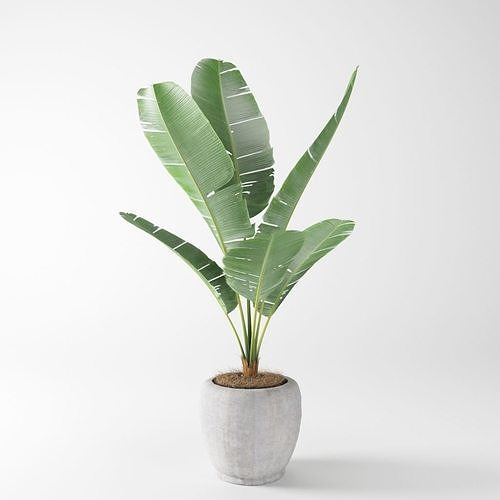banana plant 3D model