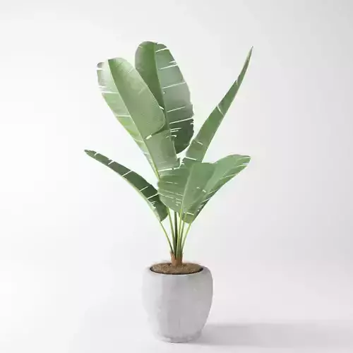 banana plant
