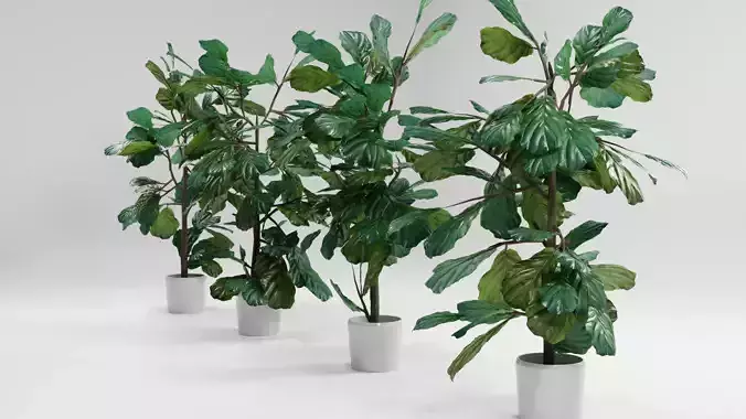 Fiddle-Leaf Fig Trees interior plant