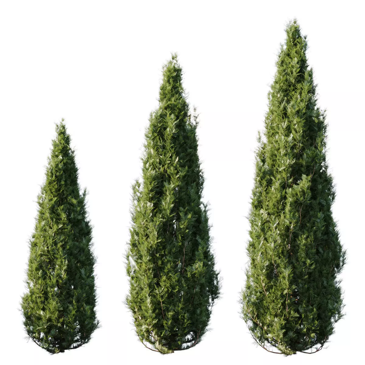 Thuja three coniferous trees 3D model_0