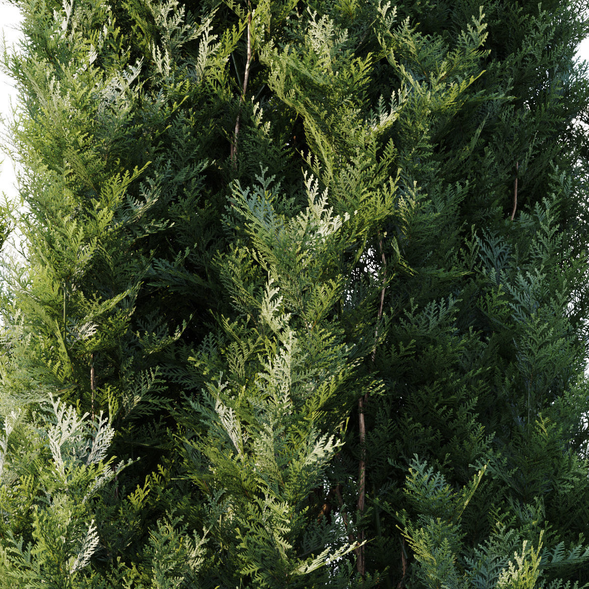 Thuja three coniferous trees 3D model_1