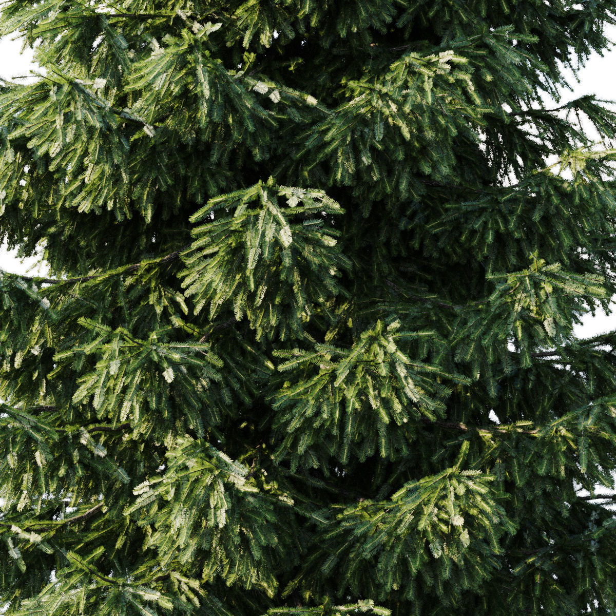 Spruce two christmas trees 3D model_1