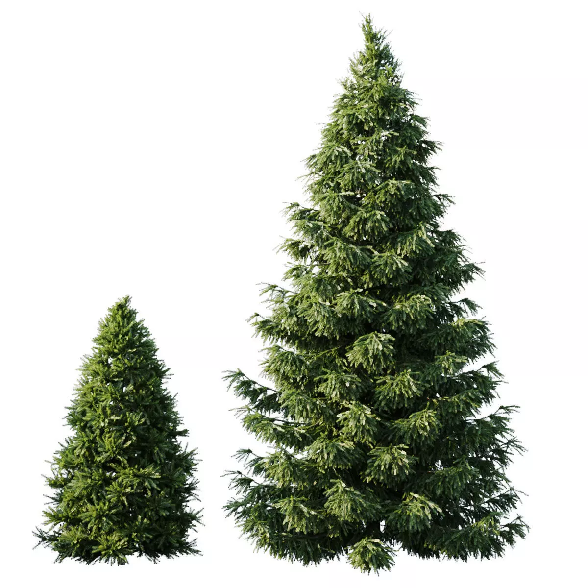 Spruce two christmas trees 3D model_0