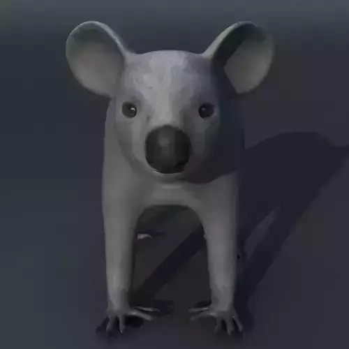 koala animal