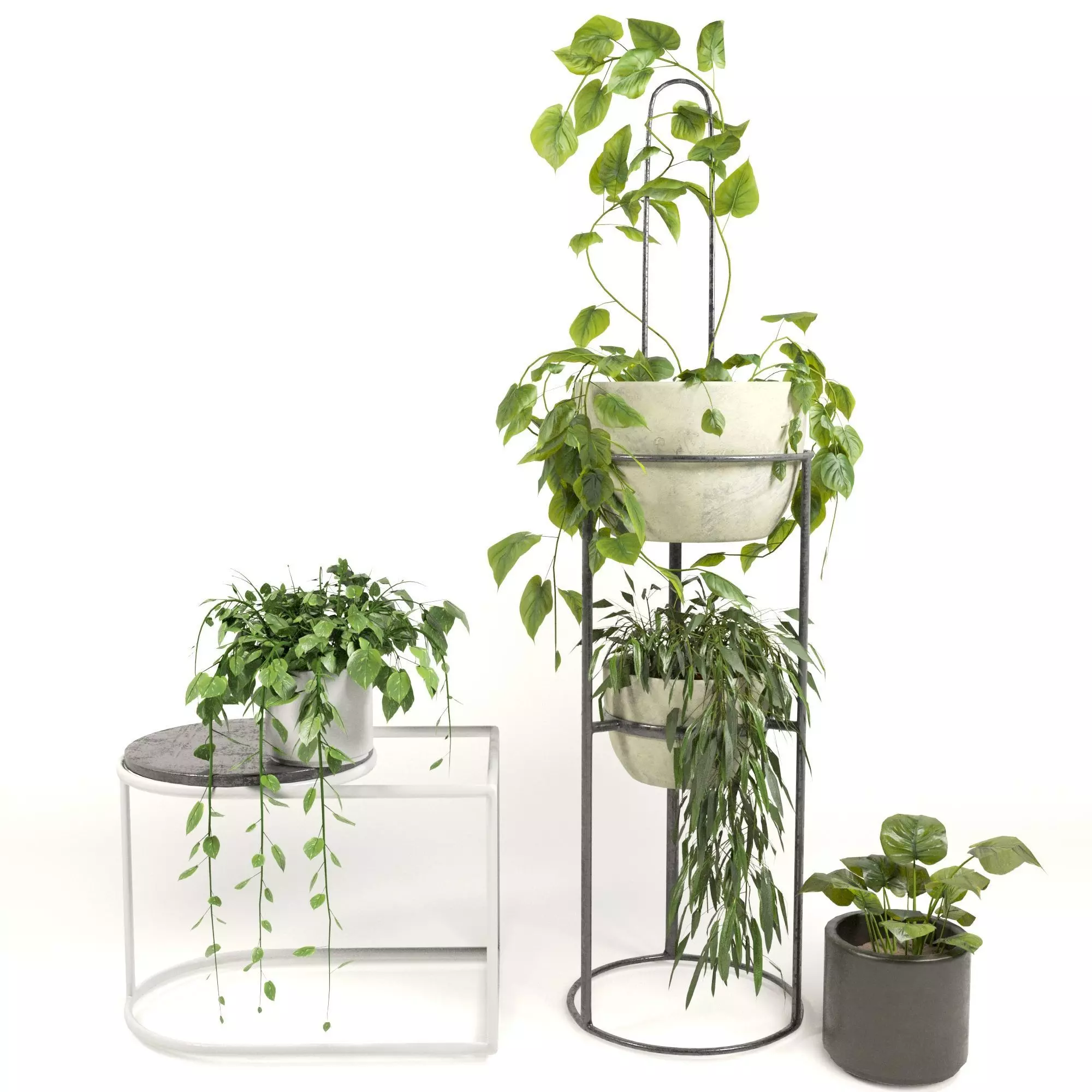 Indoor Plants Low-poly 3D model