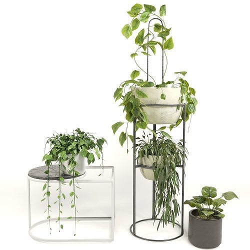 Indoor Plants  Low-poly 3D model