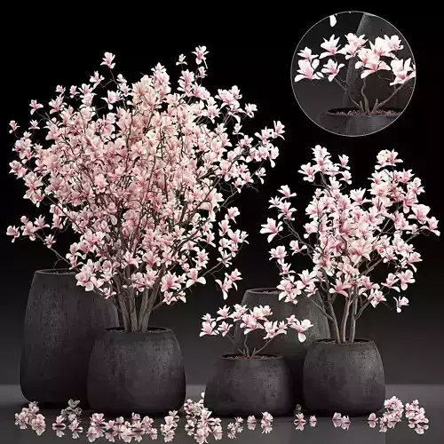 Decorative magnolia trees in a black flowerpots 807