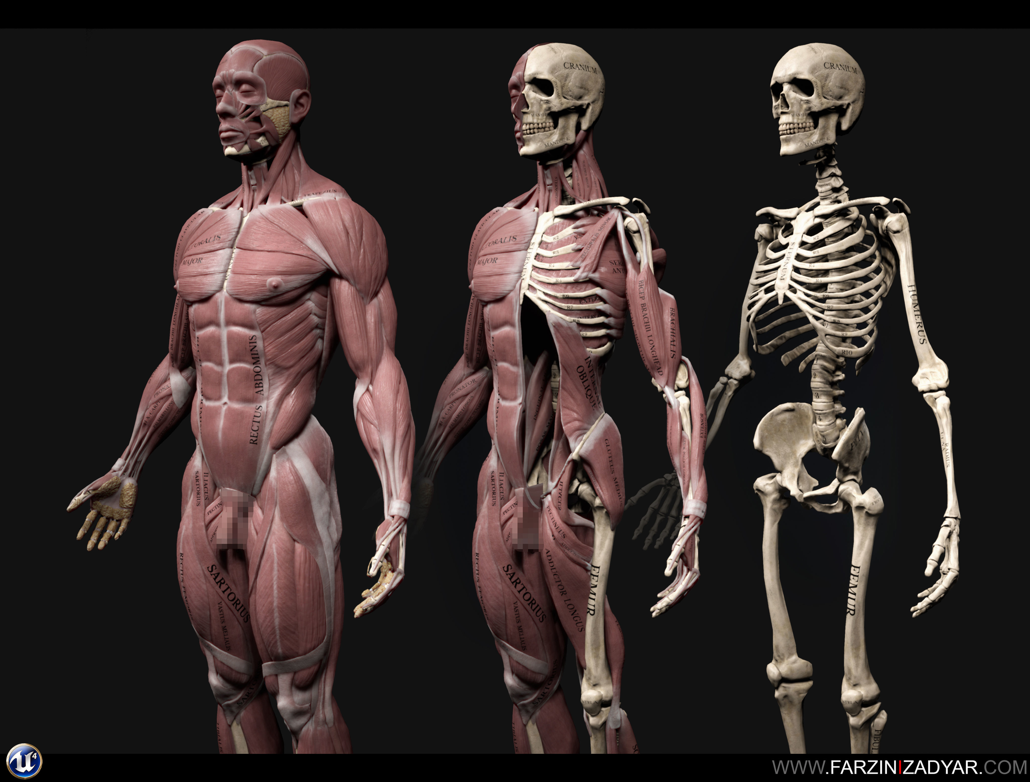 Female Anatomy Kit and Human Anatomy Kit Low-poly 3D model_9