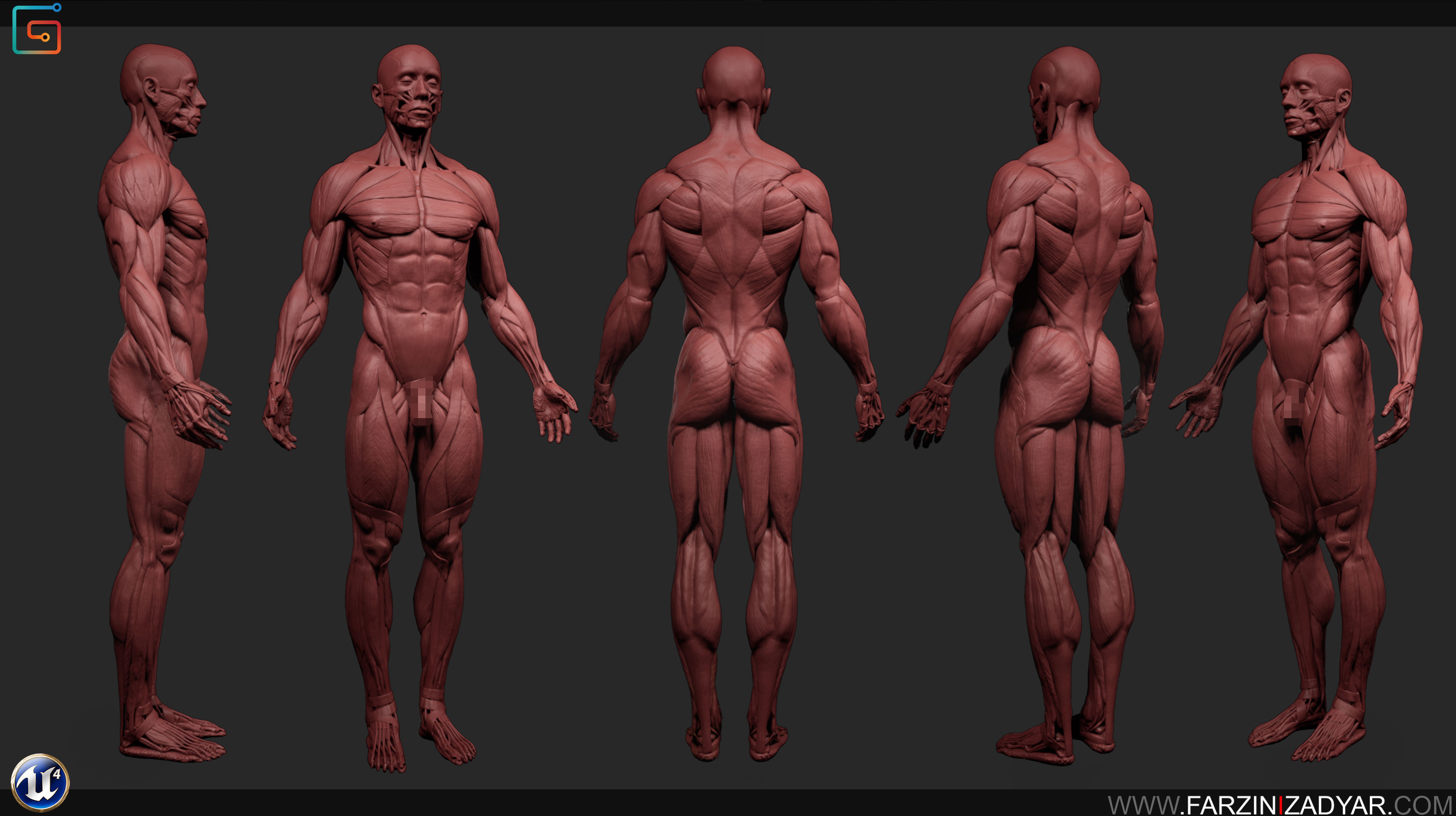 Female Anatomy Kit and Human Anatomy Kit Low-poly 3D model_17