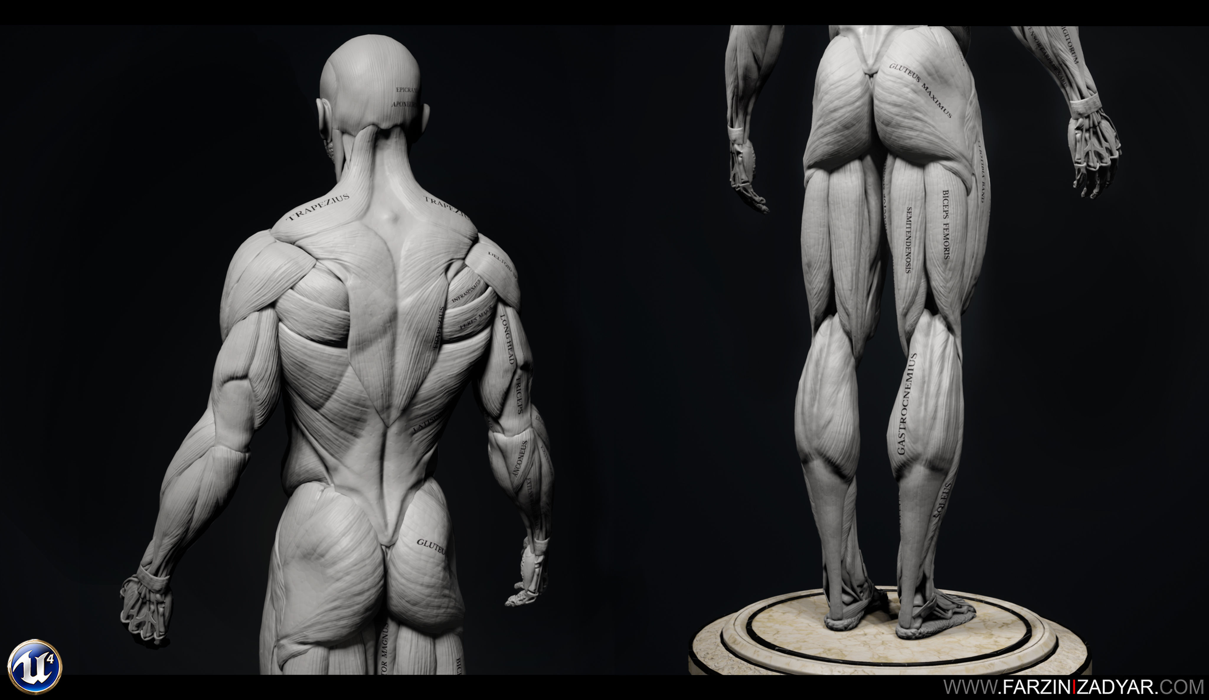 Female Anatomy Kit and Human Anatomy Kit Low-poly 3D model_25