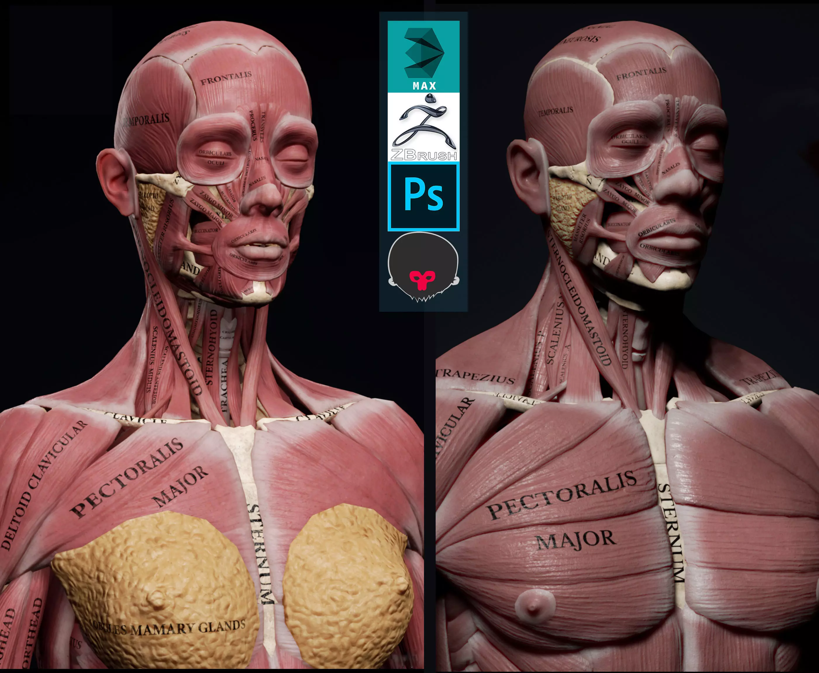 Female Anatomy Kit and Human Anatomy Kit Low-poly 3D model_0