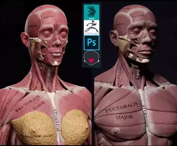 Female Anatomy Kit and Human Anatomy Kit Low-poly 3D model