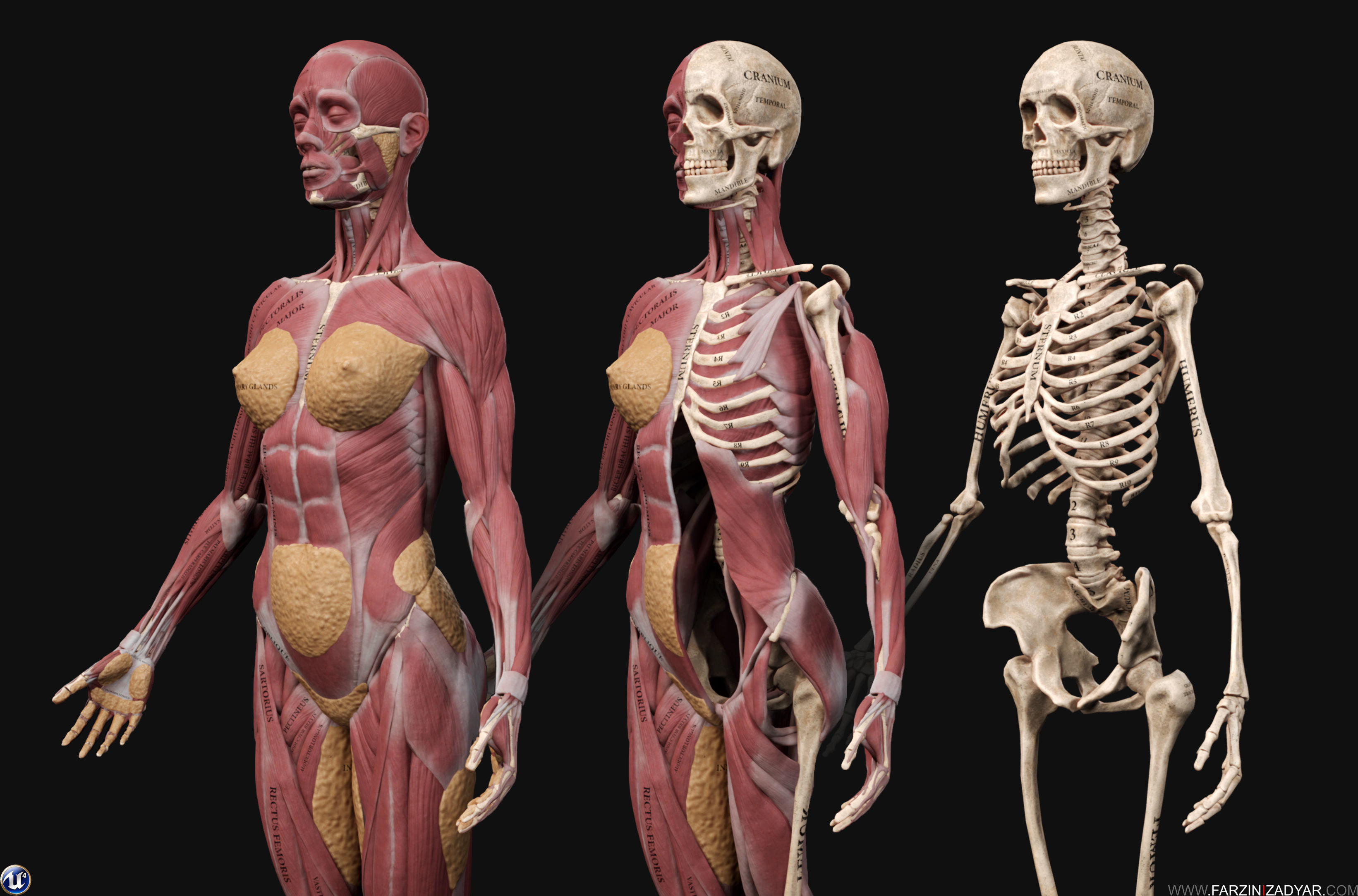 Female Anatomy Kit and Human Anatomy Kit Low-poly 3D model_8